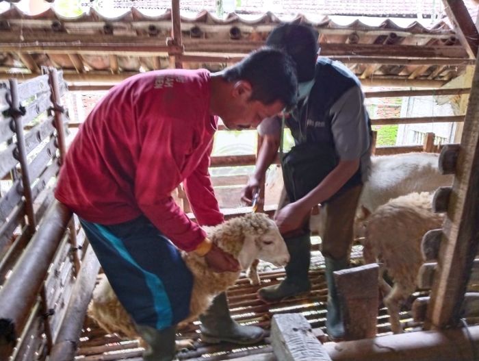 BPP Puskeswan Karanganyar mengadakan Pesta Patok di Desa Kalirejo 02